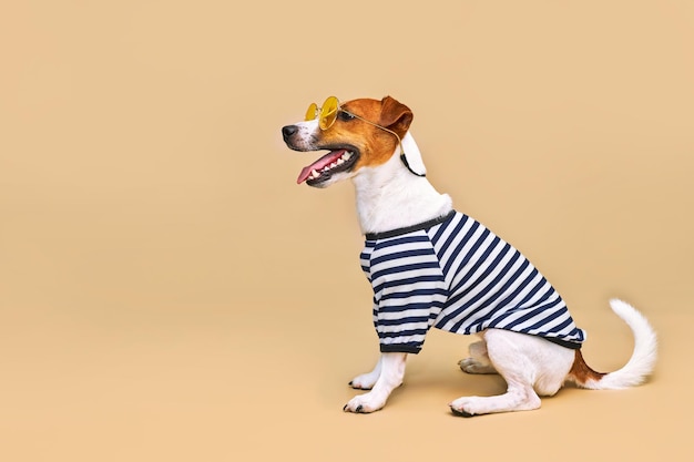 Foto cão jack russell bonito vestido com camisa listrada