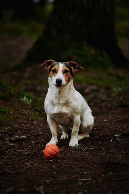 Cão Jack Russell Terrier com sua bola sentado em um caminho na floresta