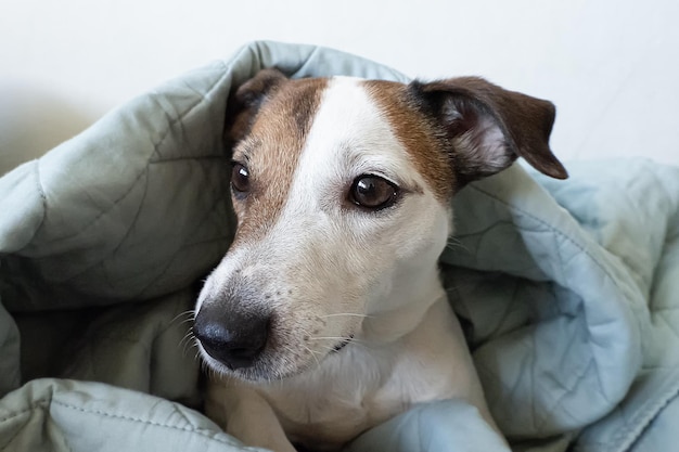 Cão Jack Russell terrier Lindo cão de raça pura O mundo animal