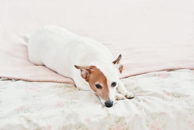 Cão jack russell terrier na cama. humor ambiente feliz em casa. petfriendly (dogfriendly) hotel. cachorro dormindo no cobertor na cama no quarto.