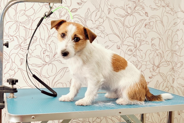 Cão Jack Russell Terrier na mesa de corte no salão de cuidados com cães