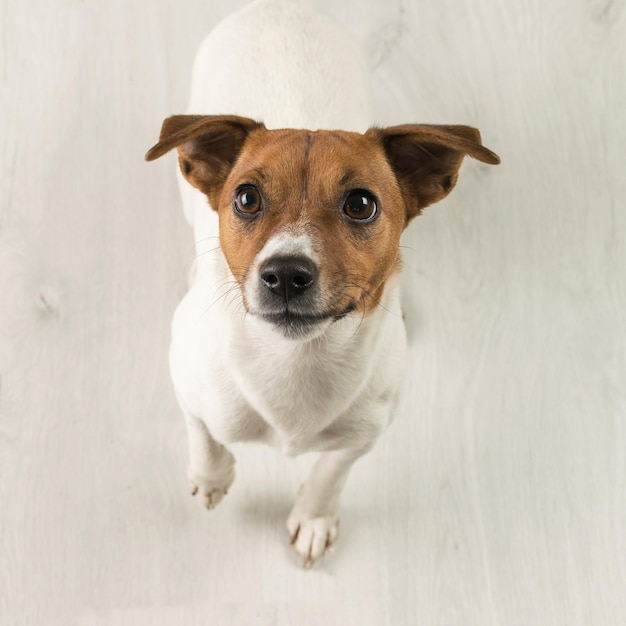 Cão Jack Russell Terrier num chão de madeira Cute animal de estimação