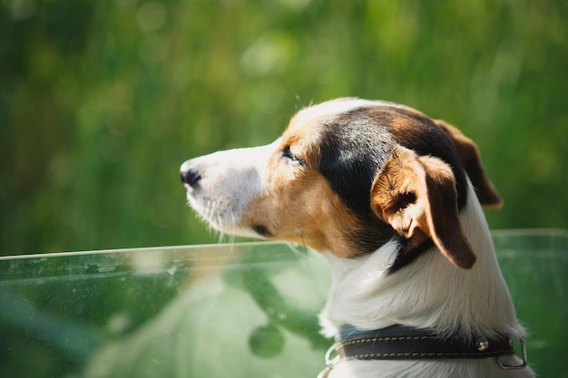 Cão Jack Russell Terrier olha por uma janela aberta em um carro