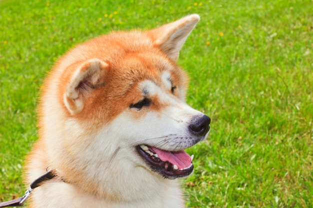 Cão japonês akita inu