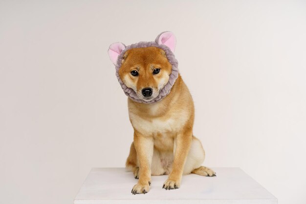 Cão japonês de conceito de amante de animais de estimação em fundo claro com bandana em forma de orelhas de gato shiba inu é um jap ...