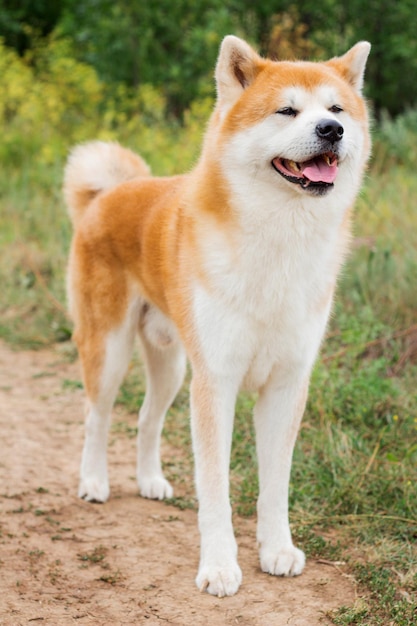 Cão japonês de raça pura masculino Akita inu