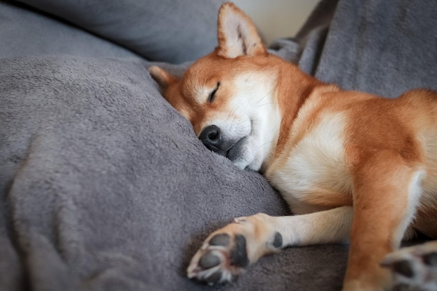 Cão japonês shiba inu dorme lindamente Cão vermelho japonês fofo