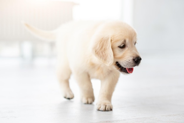 Cão jovem bonito andando em apartamento leve