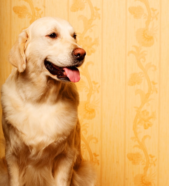 Foto cão jovem bonito retriever dourado fotografado em casa