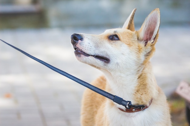 Cão jovem da raça husky (laika) na coleira. Retrato aproximado de cachorro no perfil_