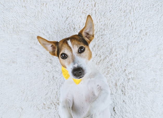 Cão jovem deitado no fundo branco com laço amarrado amarelo