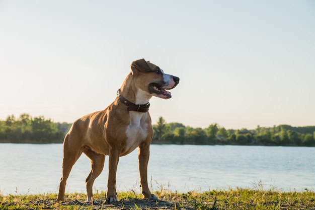 Cão jovem feliz, em frente ao lago ao pôr do sol