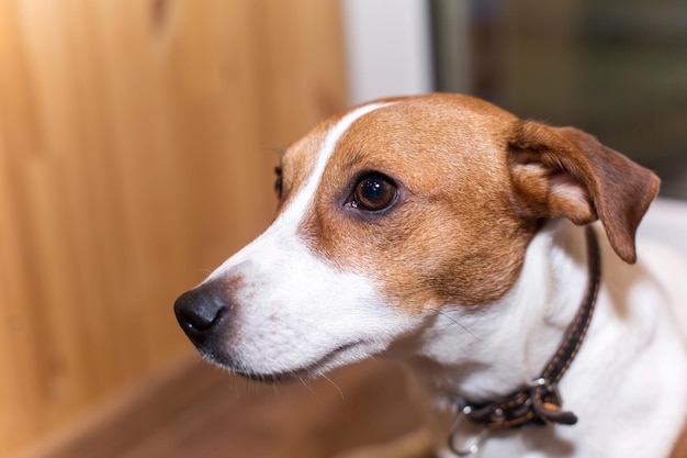 Cão jovem raça Jack Russell em casa