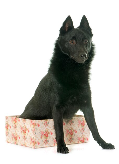 Foto cão jovem schipperke