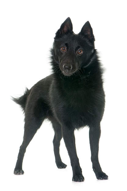 cão jovem Schipperke