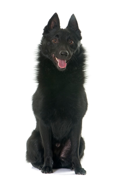 cão jovem Schipperke