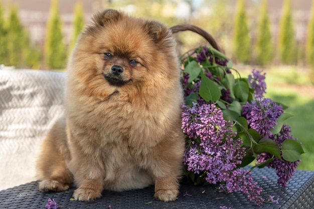 Cão jovem Spomer Pomeranian e um buquê de lilases.