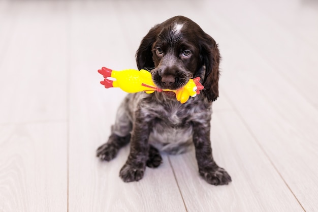 Cão jovem springer spaniel brincando com um brinquedo no chão em casa.