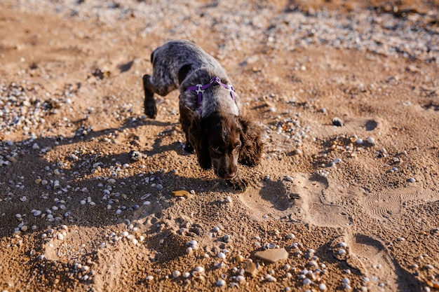 Cão jovem springer spaniel brincando com um brinquedo no chão na costa do mar.