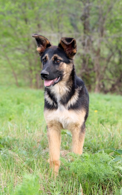 cão jovem