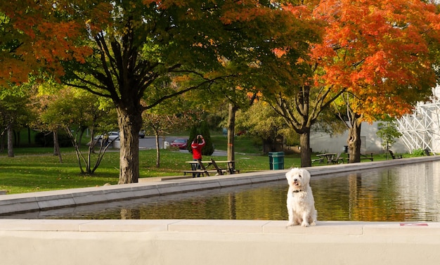 Foto cão junto à lagoa no parque durante o outono