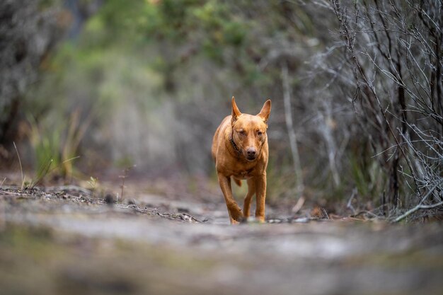 Foto cão kelpie no mato australiano em um parque em árvores nativas na austrália