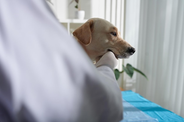 Cão labrador apalpador veterinário