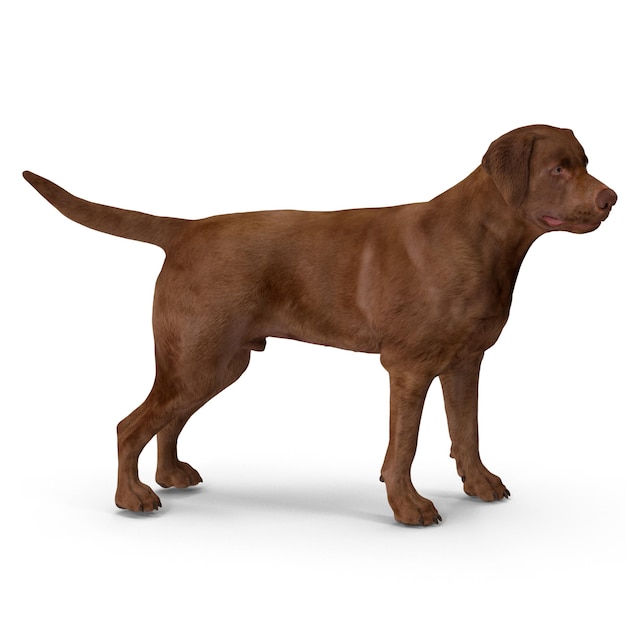 Foto cão labrador modelagem 3d arquivo jpeg cão de estimação realista