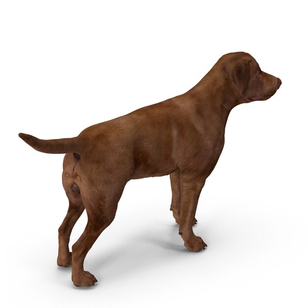 Cão Labrador Modelagem 3D Arquivo JPEG Cão de estimação realista