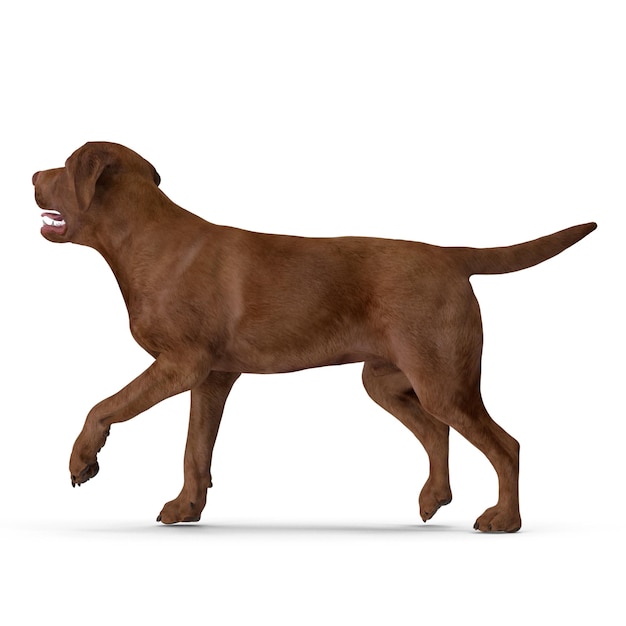 Foto cão labrador modelagem 3d arquivo jpeg cão de estimação realista