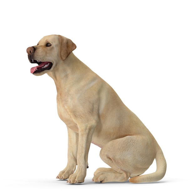 Foto cão labrador modelagem 3d arquivo jpeg cão de estimação realista