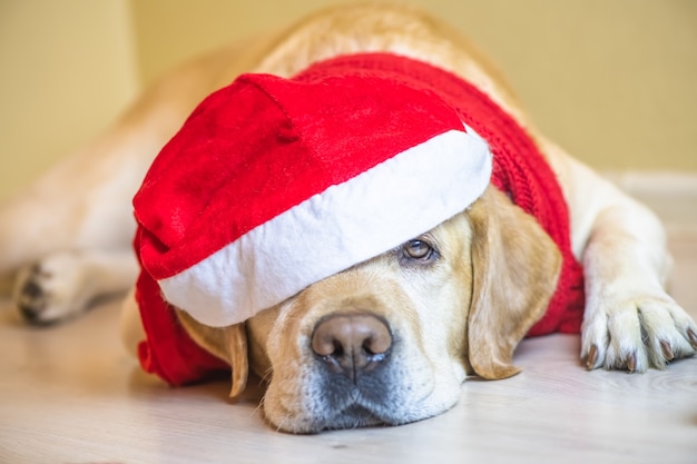 Cão Labrador no boné de ano novo. Véspera de Ano Novo. Natal