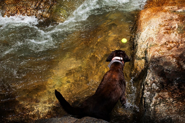 Cão labrador preto brincando na água e descansando relaxa nas cachoeiras Namtok Khao Khram na floresta montanhosa do Parque Nacional Khao Pu Khao Ya na cidade de Srinakarin em Phatthalung Tailândia