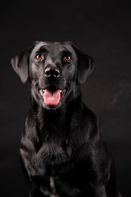 Cão labrador preto com olhos laranja com a língua de fora,