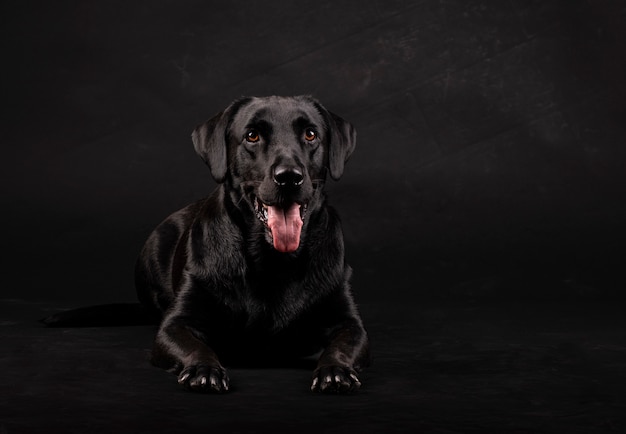 Cão labrador preto com olhos laranja e língua deitada