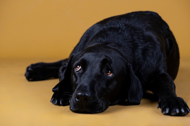 Cão labrador preto deitado no chão olhando triste
