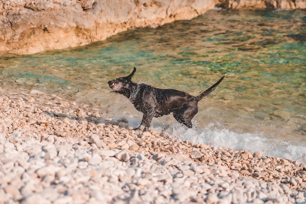 Cão labrador preto molhado na praia rochosa do mar