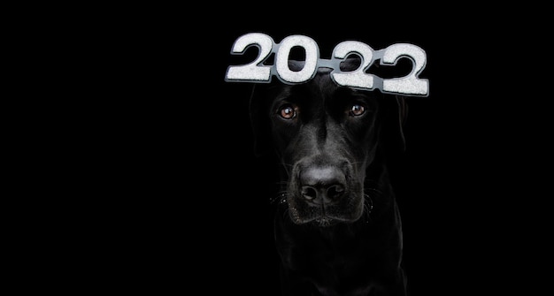 Cão labrador preto sério comemorando o ano novo de 2022. isolado em fundo escuro