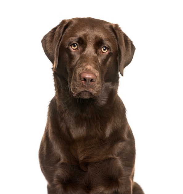 Cão Labrador Retriever, de 8 meses de idade, sentado contra um fundo branco