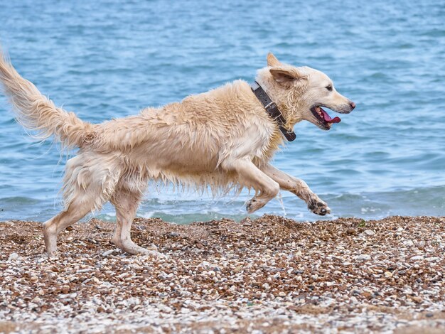 Cão labrador retriever dourado branco na praia