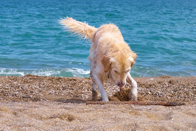 Cão labrador retriever dourado branco na praia