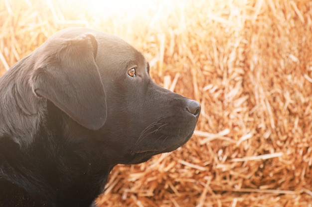 Cão labrador retriever em um fundo de feno retrato de um cão jovem