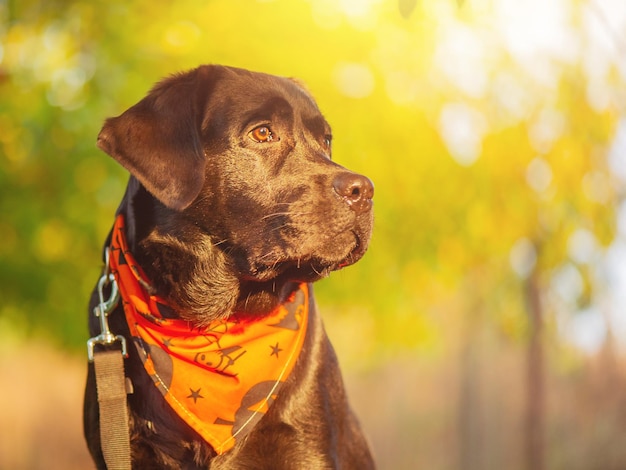 Cão labrador retriever em uma bandana laranja para Halloween Retrato de um jovem cão preto