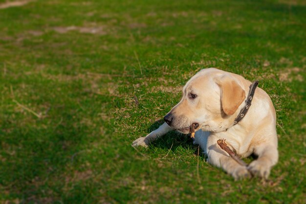 Foto cão labrador retriever feliz sentado na grama retrato