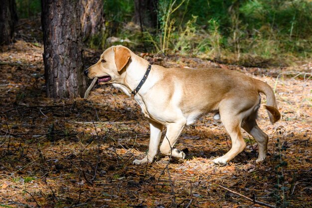 Cão labrador retriever jovem e bonito em uma floresta