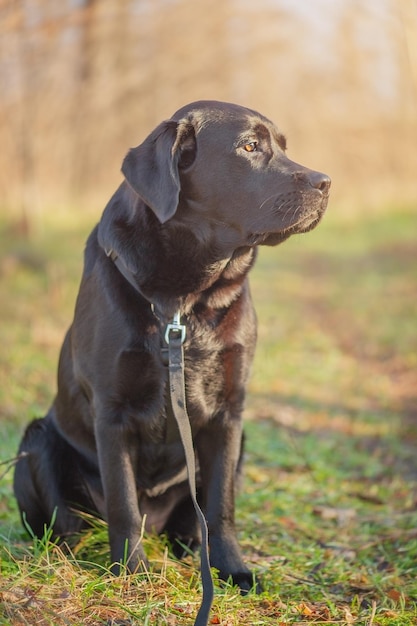 Cão labrador retriever no fundo da natureza Um cachorro com arnês e coleira em uma caminhada