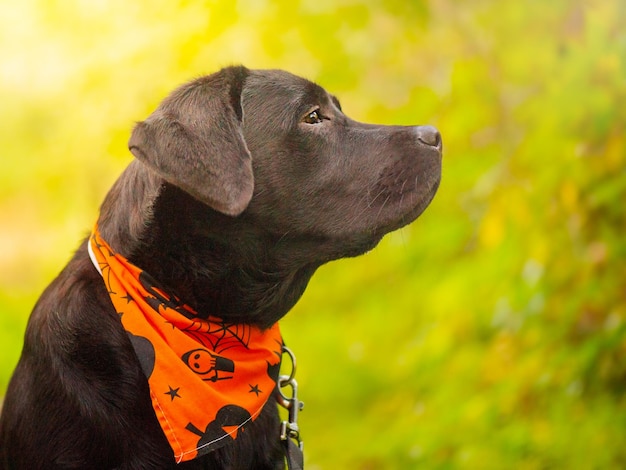 Cão labrador retriever preto em uma bandana laranja Perfil de um cão jovem