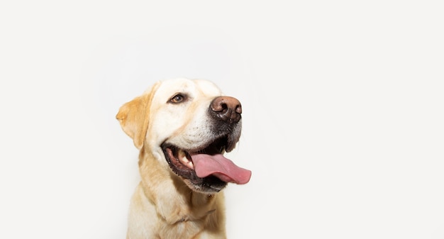 Cão labrador retriever sorridente feliz mostrando uma grande língua. conceito de verão de calor