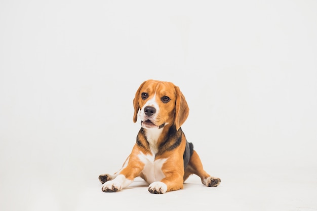 Cão lindo beagle isolado no branco. filhote de cachorro jovem