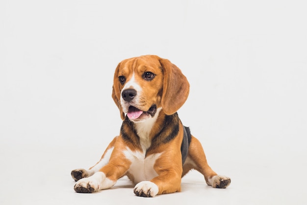 Cão lindo beagle isolado no branco. filhote de cachorro jovem